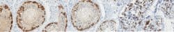 Acetyl Histone H3 (Lys27) Mouse anti-Human, Clone: 5E2.2, MilliporeSigma